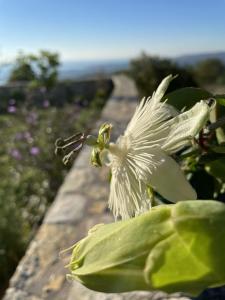 Stonevillas and Seaview Garden Marion