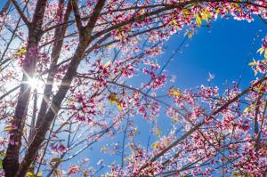 Chalé Flores e Amores