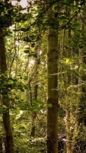 little vintage caravan with cosy log burner
