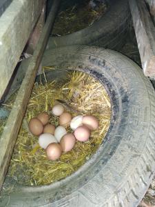 La petite ferme de Lucie et Andréa