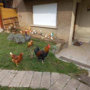 Appartements Jardin Fleuri : photos des chambres