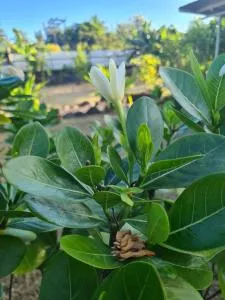 Taharu'u Guest House By The Beach - Otutara