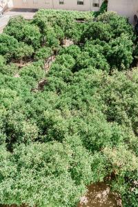 Il giardino degli aranci img10