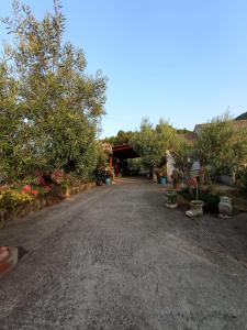 Oleandro img12