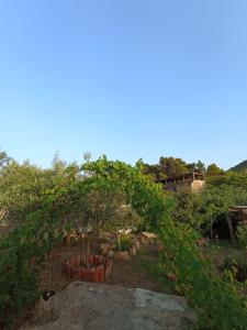 Oleandro img14