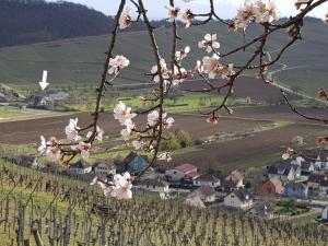 Appartements Gite Au Coeur Du Vignoble : photos des chambres