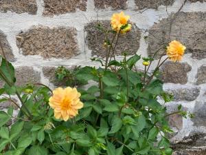 Maisons de vacances Chez Milo, rural cottage : photos des chambres