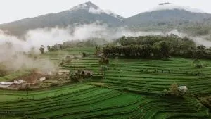 PukuPods - Tent & Cabin - Angsri