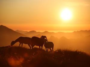 Appartements Duplex cosy pour 5 pers., balcon sud, parking, proche centre et remontees, navette hivernale - FR-1-401-82 : photos des chambres