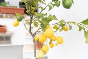 House il sogno di Mariella