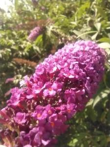 Bíbor-lak ökoszálláshely