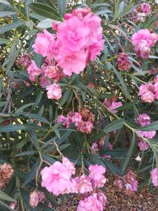 La CASA del CUORE PULA img82