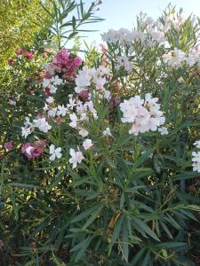 La CASA del CUORE PULA img83