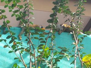 Coyaba Tropical Elegant Adult Guesthouse