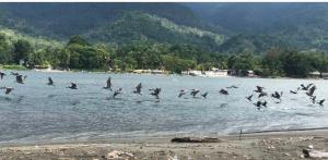 Muchilena fishing club & suites