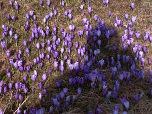 Chalet Pehta Velika Planina