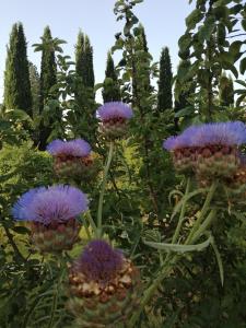 B&B La Giara di Assisi