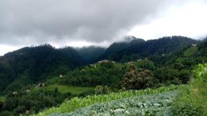 Mount Mahabharat Homestay