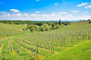 Hisa Vukan - Eco House in middle of vineyard with Sauna! 