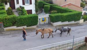 Appartements Balcon sous le Canigou T1 40m2 cuisine separee : photos des chambres