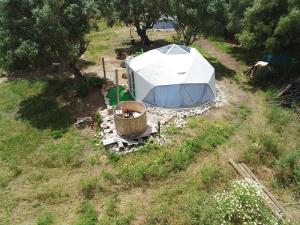 Forest Domes