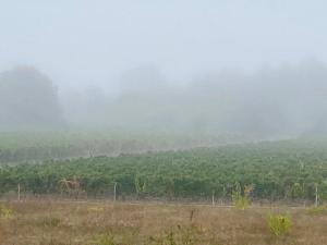 Villas Chateau with vineyard - 5 min from Saint Emilion : photos des chambres