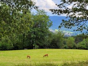 Maisons de vacances Appartement chaleureux au coeur des Hautes Vosges : photos des chambres