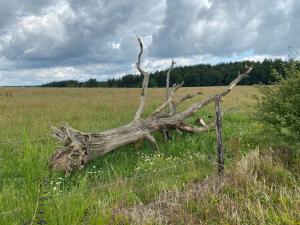 Quiétude à la ferme