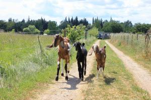 Tentes de luxe camping car en Camargue : photos des chambres