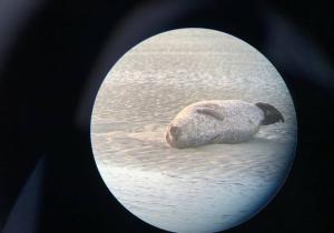 Appartements T2 chaleureux - wifi - plage et commerces a pieds : photos des chambres