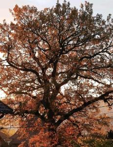 Maisons de vacances The Little Oak - tiny house with bed on mezzanine & terrace - from 1 to 4 p Disney, Paris & CDG : photos des chambres