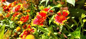 Blue Marine - Menada Apartments