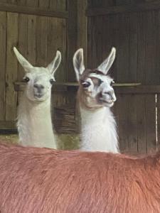 Sejours a la ferme Loire Valley Llama Farm Stay : photos des chambres