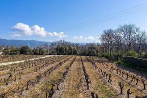 Villas Bastide-style property with pool and grape vines : photos des chambres