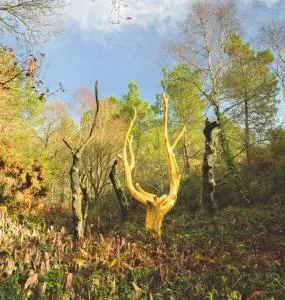 L'arbre dort studio indépendant - La Croix-Helléan