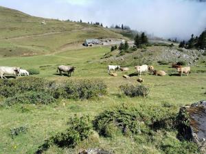 Chalets Cabane dans les bois avec vue sur les Pyrenees : photos des chambres