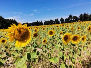 Maisons de vacances Gite en Provence ''Rose'' : photos des chambres