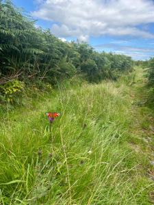 Ocean View House -Connemarra