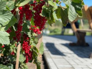 Aerodromas! Kunigiškiai