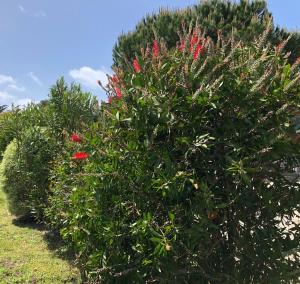 Villas Villa avec Piscine chauffee et parc arbore situee a 100 m de la Plage et Foret sans vis a vis : photos des chambres