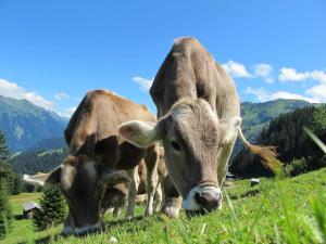 Chalets Chalet le Chantelevent for 24 Guests - Slope Views, Pool & Jacuzzi : photos des chambres