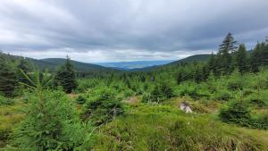 Apartament Ski&Bike Czarna Góra, Sienna