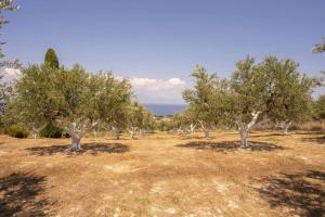 Violas petite paradise