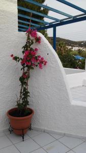 Aegialis Studios & Rooms Syros Greece