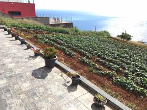 Palheirinho da Achada