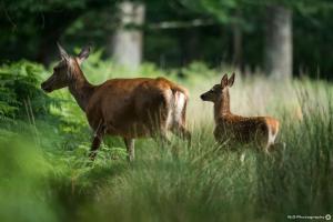 Chalets Maison au milieu des bois et des animaux : photos des chambres