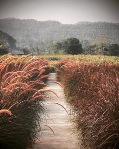 The Maewin Coffee & Cottage Economy Twin Room