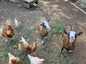 B&B / Chambres d'hotes Le petit Permadise : photos des chambres