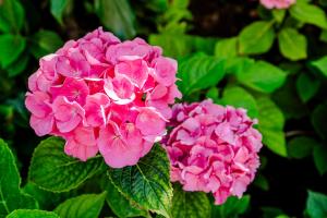 Bed and Beach Zandvoort