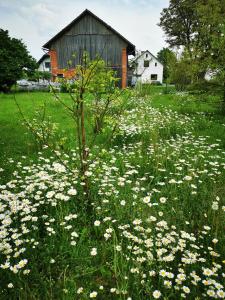 MERIKOTKA - a cozy wooden cottage, sLOVEnia 